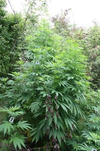 Slika topvijesti/godina2010/marija zuzul/droga0.jpg